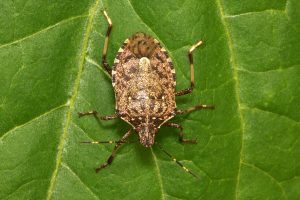 As temperatures fall, follow expert advice to keep stink bugs out of your house this season